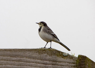 BRITISH PIED WAGTAIL . DARTS FARM . TOPSHAM . DEVON . ENGLAND . 26 . 11 . 2017