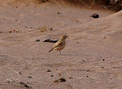 6 . 3 . 2010 . ( C ) . BAR TAILED DESERT LARK . THE AOUSSARD ROAD . THE SAHARA DESERT . WESTERN SAHARA