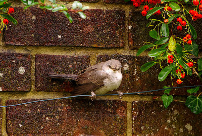 BARRED WARBLER ( 1st Winter ) , TITCHFIELD HAVEN , HAMPSHIRE . ENGLAND . 11 , 12 , 2017