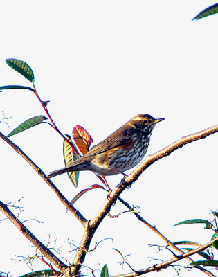 REDWING . TOPSHAM . DEVON . ENGLAND . 15 . 12 . 2017