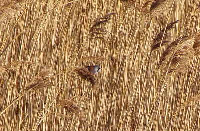 BEARDED TIT . GOOSEMOOR . TOPSHAM . DEVON . ENGLAND . 15 . 12 . 2017