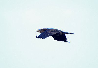 COMMON RAVEN , WOODBURY COMMON . DEVON . ENGLAND . 16 . 12 . 2017.JPG