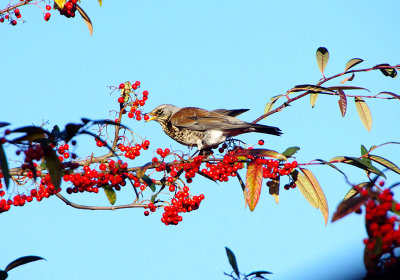 FIELDFARE ( Turdus pilaris ) , TOPSHAM , DEVON , ENGLAND , 15 , 12 , 2017.JPG