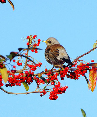 FIELDFARE ( Turdus pilaris ) . TOPSHAM . DEVON . ENGLAND . 15 . 12 . 2017.JPG