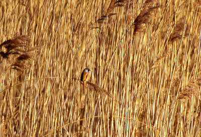 BEARDED TIT ( Panurus biarmicus ) . GOOSEMOOR . TOPSHAM . DEVON . ENGLAND . 16 . 12 . 2017.JPG