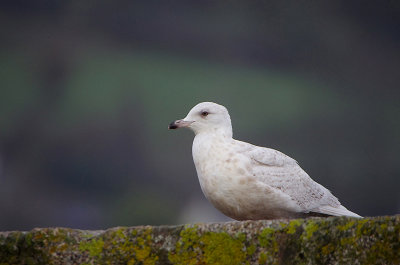 ICELAND GULL ( 2nd Winter ) . COLVERACK . CORNWALL . ENGLAND . 20 . 12 . 2017