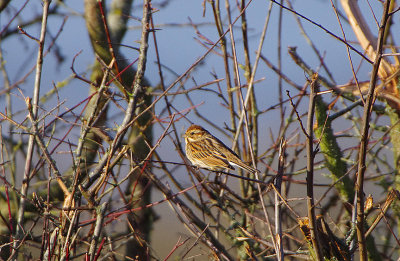 REED BUNTING . Nr LYMPSTONE . DEVON . ENGLAND . 1 . 1 . 2018