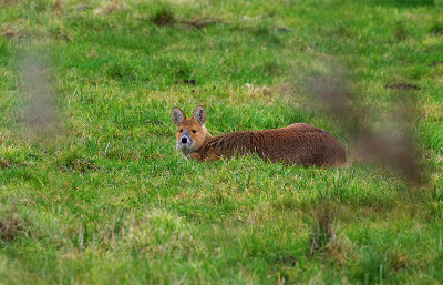 CHINESE WATER DEER ( Hydropotes inermis ) . Nr REEDHAM . NORFOLK . ENGLAND . 8 . 1 . 2018