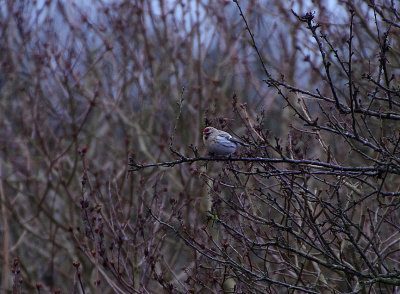 MEALY REDPOLL , HAZLEWOOD COMMON , SUFFOLK , ENGLAND , 8 , 1 , 2018