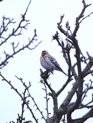 COUES`S ARCTIC REDPOLL , HAZLEWOOD COMMON , SUFFOLK , ENGLAND , 8 , 1 , 2018