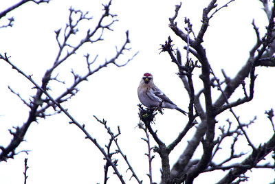 COUES`S ARCTIC REDPOLL . HAZLEWOOD COMMON . SUFFOLK . ENGLAND . 8 . 1 . 2018 