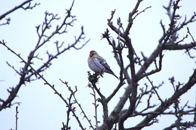 COUES`S ARCTIC REDPOLL . HAZLEWOOD COMMON . SUFFOLK . ENGLAND . 8 . 1 . 2018 