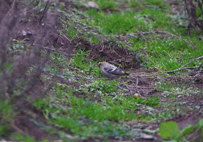 LESSER REDPOLL . HAZLEWOOD COMMON . SUFFOLK . ENGLAND . 8 . 1 . 2018