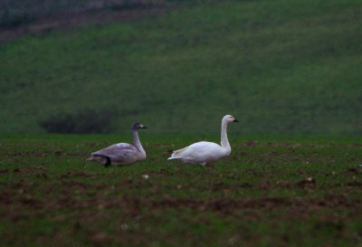 BEWICK`S SWAN . WESLETON . SUFFOLK . ENGLAND . 8 . 1 . 2018
