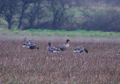 PINK-FOOTED GOOSE . Nr BURNHAM NORTON . NORFOLK . ENGLAND . 9 . 1 . 2018
