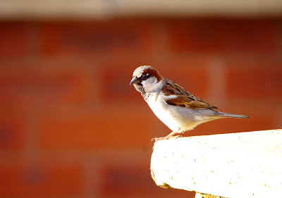 HOUSE SPARROW . EXMOUTH MARINA . DEVON . 11 . 1 . 2018