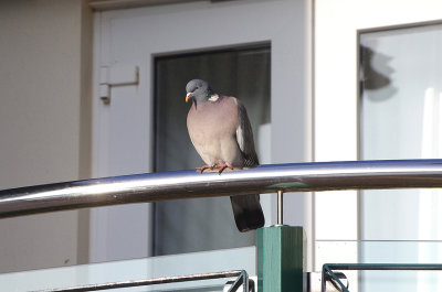 WOOD PIGEON . EXMOUTH MARINA . DEVON . ENGLAND . 11 . 1 . 2018