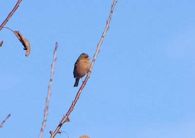 COMMON CHAFFINCH . LYMPSTONE . DEVON . ENGLAND . 17 . 1 . 2018