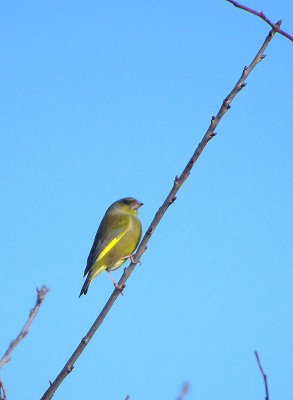 EUROPEAN GREENFINCH . LYMPSTONE . DEVON . ENGLAND . 17 . 1 . 2018