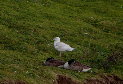 GLAUCOUS GULL . ST GOTHIAN SANDS . CORNWALL . ENGLAND . 18 . 1 . 2018