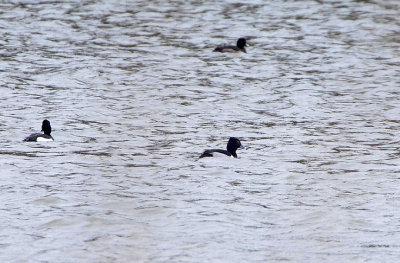 RING-NECKED DUCK ( Male ) , BEESANDS LEY , DEVON , ENGLAND , 27 , 1 , 2018