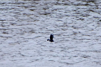 RING-NECKED DUCK ( Male ) . BEESANDS LEY . DEVON . ENGLAND . 27 . 1 . 2018