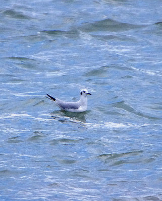 BONAPARTE`S GULL . THE EXE ESTUARY . EXMOUTH . DEVON . 28 . 1 . 2018