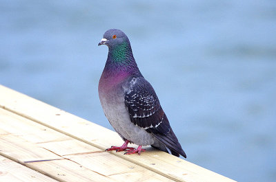 FERAL PIGEON , EXMOUTH DOCKS , DEVON , ENGLAND , 28 , 1 , 2018