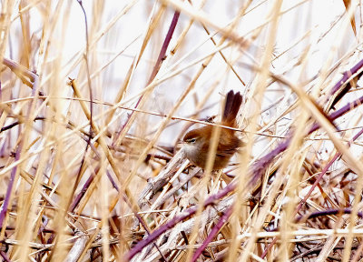 CETTI`S WARBLER , THE EXMINSTER MARSHES , DEVON , ENGLAND , 30 , 1 , 2018