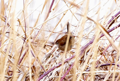 CETTI`S WARBLER . THE EXMINSTER MARSHES . DEVON . ENGLAND . 30 . 1 . 2018