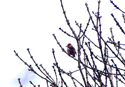 HAWFINCH . TOPSHAM CEMETERY . DEVON . ENGLAND . 30 . 1 . 2018