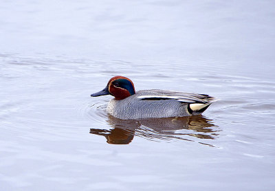 COMMON TEAL . BOWLING GREEN MARSH . TOPSHAM . DEVON . ENGLAND . 21 . 1 . 2018