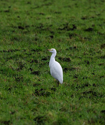 CATTLE EGRET , WESTHAY MOOR , SOMERSET , ENGLAND , 1 , 2 , 2018