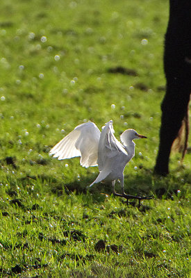 CATTLE EGRET . WESTHAY MOOR . SOMERSET . ENGLAND . 1 . 2 . 2018