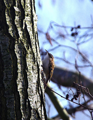 EURASIAN TREECREEPER . HAM WALL RSPB . SOMERSET . ENGLAND . 1 . 2 . 2018