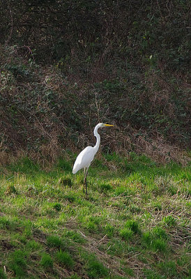 GREAT WHITE EGRET . SHAPWICK HEATH . SOMERSET . ENGLAND . 1 . 2 . 2018