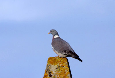 WOOD PIGEON . TOPSHAM CEMETERY . DEVON . ENGLAND . 3 . 2 . 2018