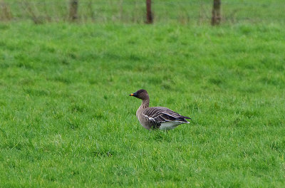 TUNDRA BEAN GOOSE , THE BRAUNTON BURROWS , DEVON , ENGLAND , 5 , 2 , 2018