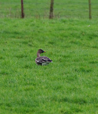 TUNDRA BEAN GOOSE . THE BRAUNTON BURROWS . DEVON . ENGLAND . 5 . 2 . 2018