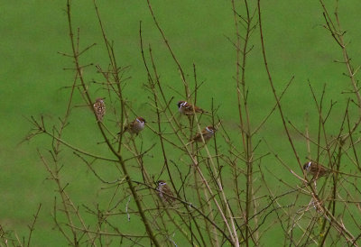 EURASIAN TREE SPARROW . HACKPEN HILL . WILTSHIRE . ENGLAND . 6 . 2 . 2018.JPG