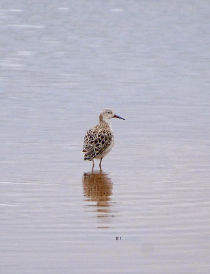 RUFF . BOWLING GREEN MARSH . TOPSHAM . DEVON . ENGLAND . 8 . 2 . 2018