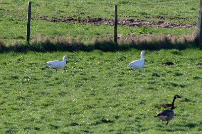 SNOW GOOSE , Nth of POWDERHAM CHUCH , DEVON , ENGLAND , 9 , 2 , 2019