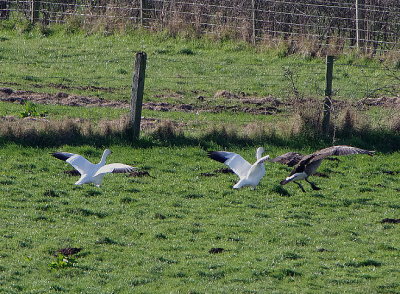 SNOW GOOSE . Nth of POWDERHAM CHURCH . DEVON . ENGLAND . 9 . 2 . 2018