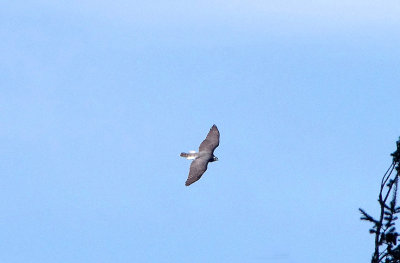 NORTHERN GOSHAWK . NORTH WOOD . DEVON . ENGLAND . 12 . 2 . 2018