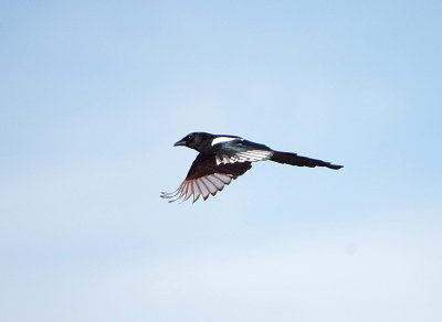 BLACK-BILLED MAGPIE . TOPSHAM . DEVO . ENGLAND . 12 . 2 . 2018