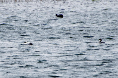 SMEW . THE CHRISTMAS DELL HIDE . DUNGENESS . KENT . ENGLAND . 14 . 2 . 2018