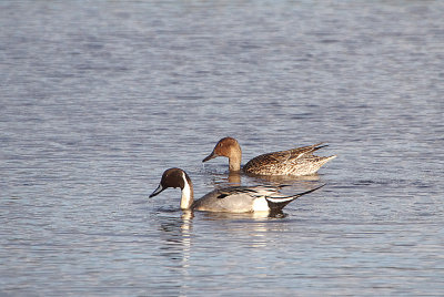 NORTHERN PINTAIL . BOWLING GREEN MARSH . TOPSHAM . DEVON . ENGLAND . 15 . 2 . 2018