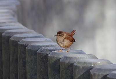 WINTER WREN . BOWLING GREEN MARSH . TOPSHAM . DEVON . ENGLAND . 16 . 2 . 2018
