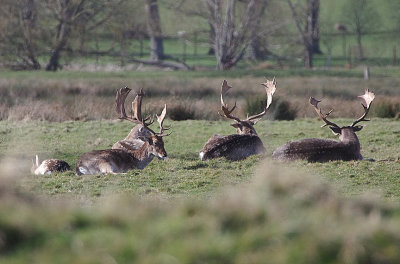 FALLOW DEER ( Dama dama ) . POWDERHAM ESTATE . DEVON . ENGLAND . 16 . 2 . 2018.JPG