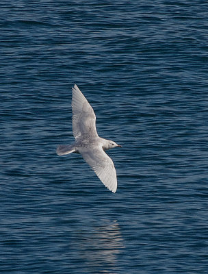 ICELAND GULL ( 1st winter ) . BRIXHAM HARBOUR . DEVON . ENGLAND . 17 . 2 . 2018